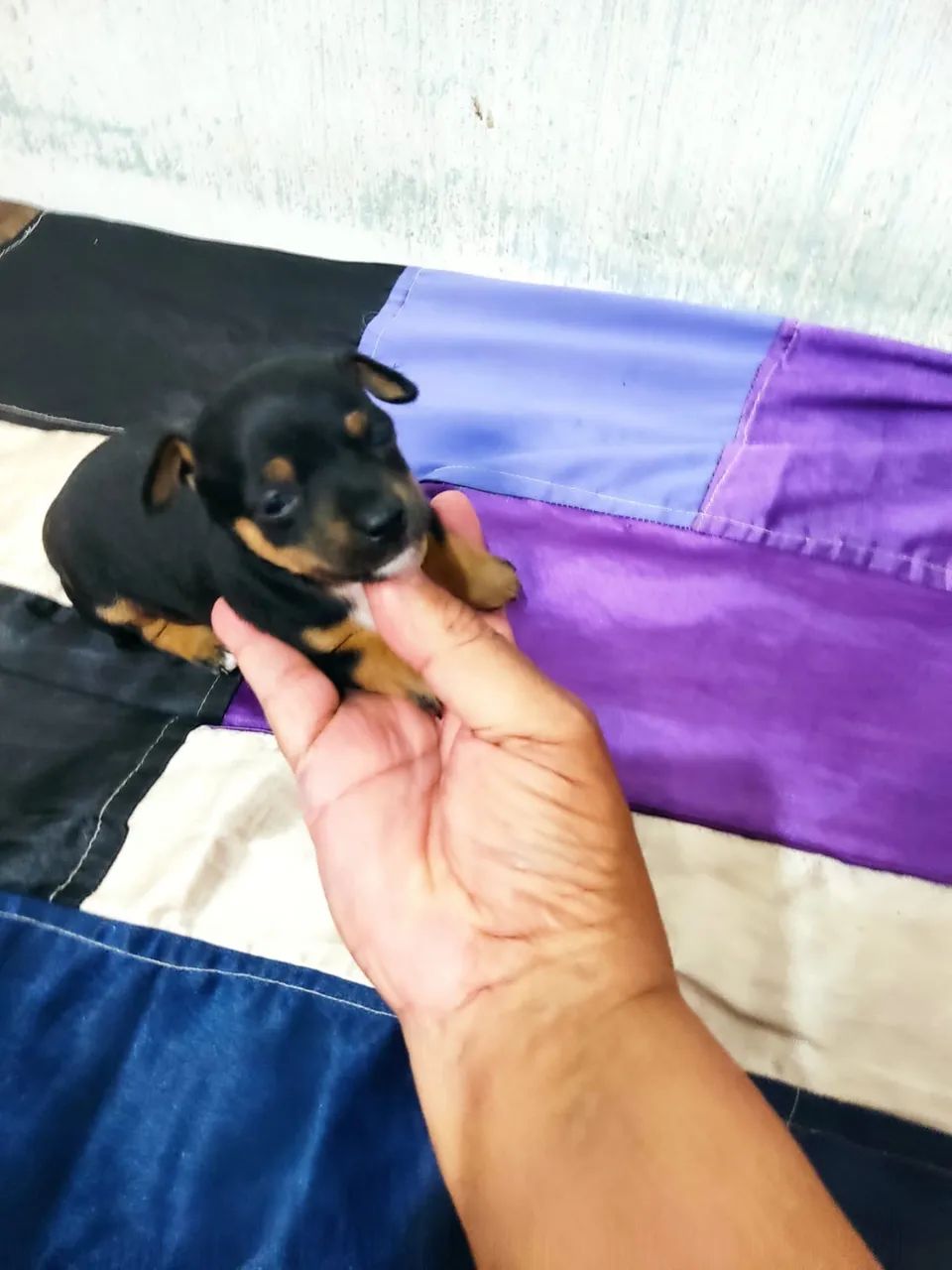 Vendo Pincher macho  - Foto 2