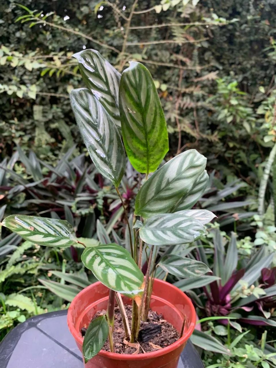 Plantas - Foto 3