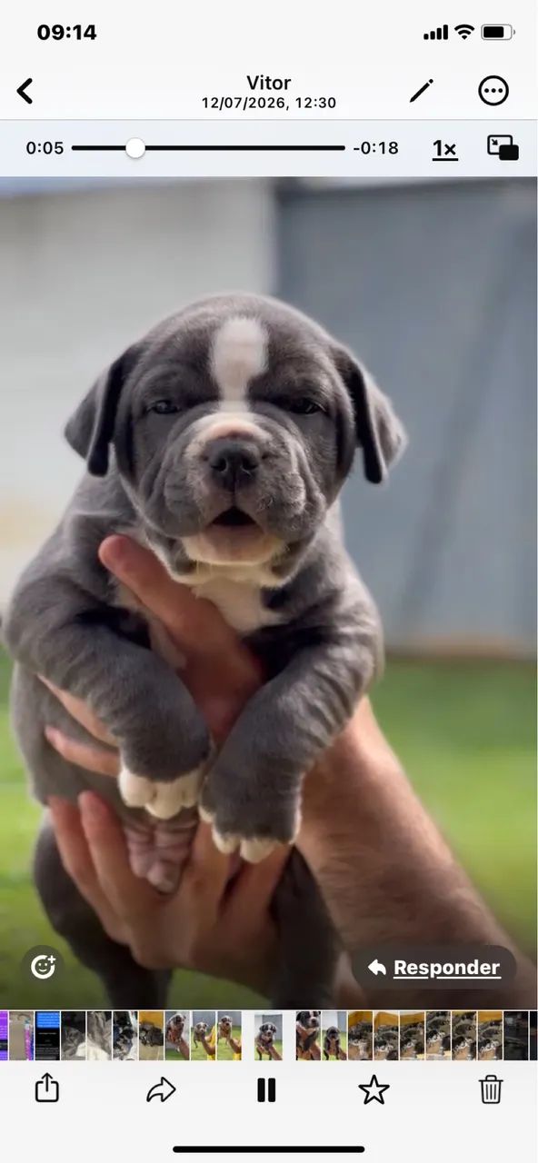 Filhotes de american bully a venda