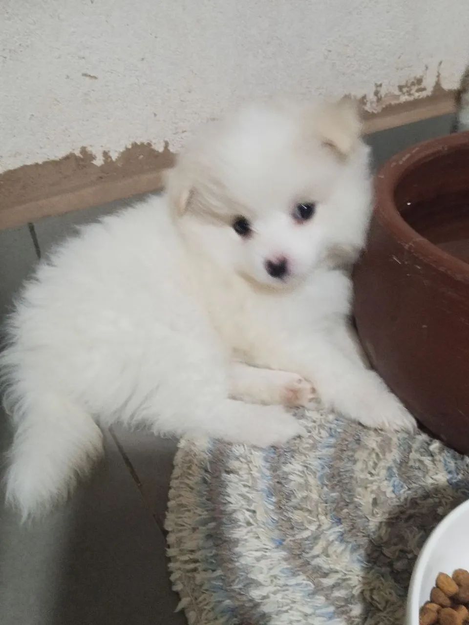 Spitz alemão lindas