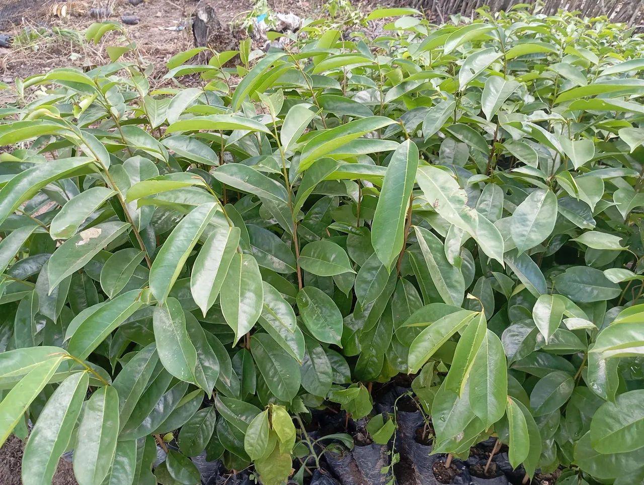Mudas de graviola gigante 