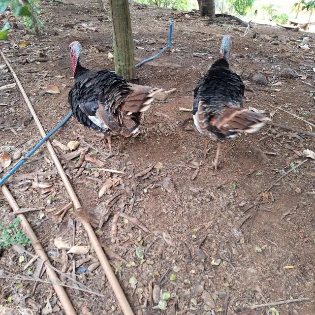 Peru macho - Foto 2