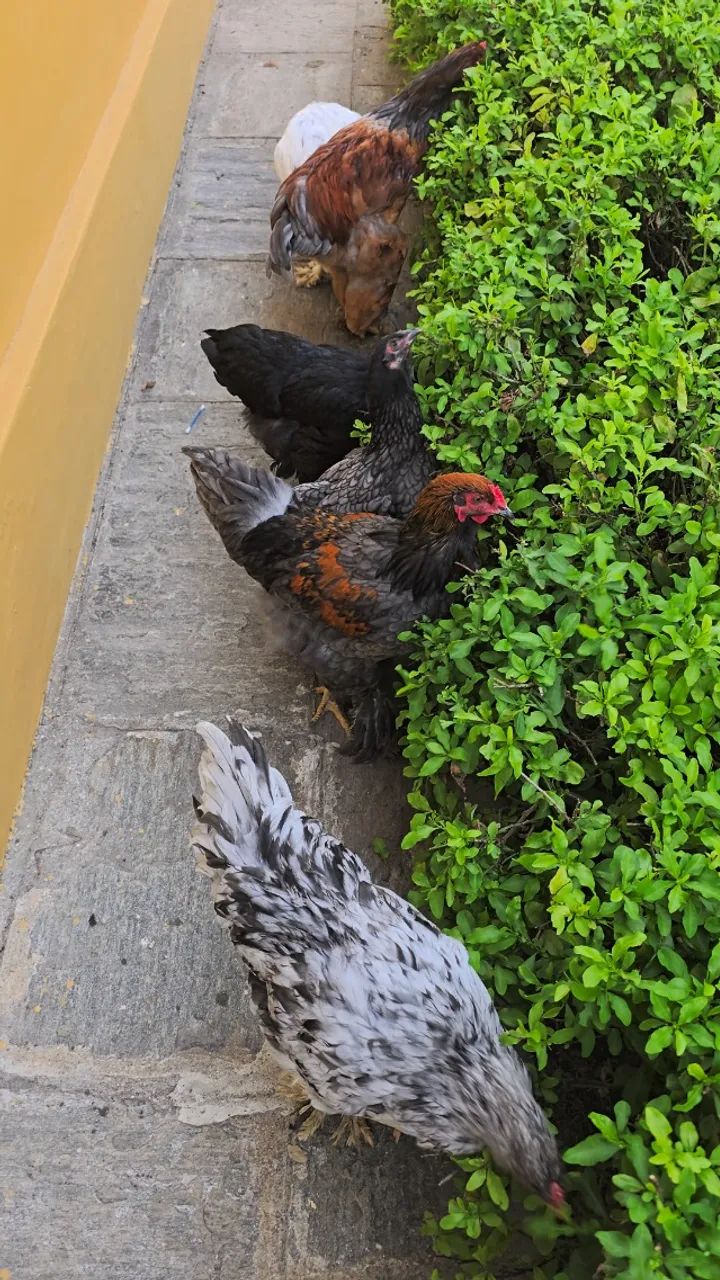 Galinhas - Foto 5