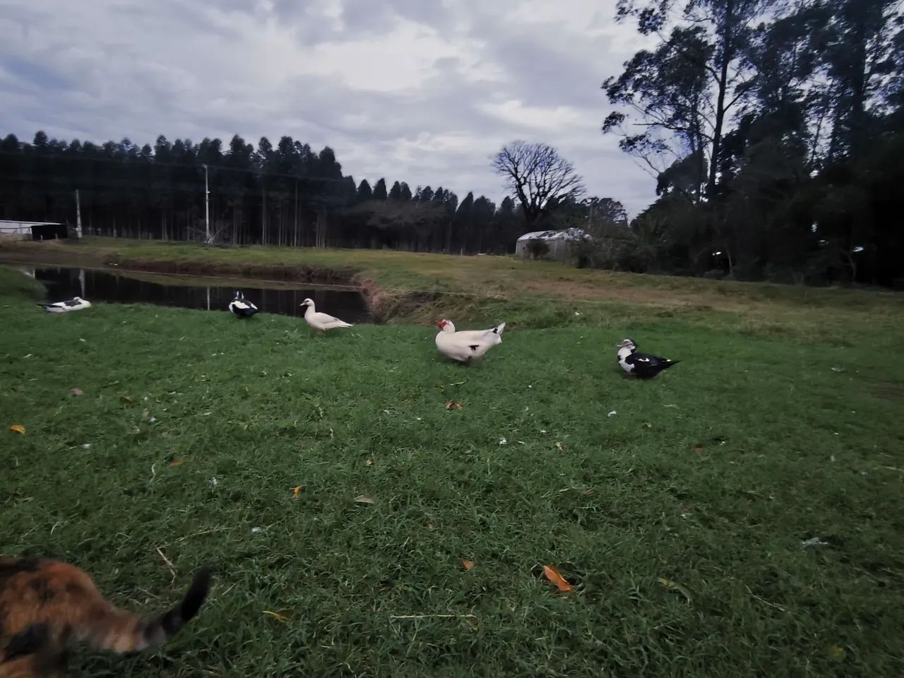 Patos a venda  - Foto 3