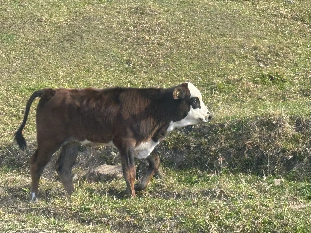 Vaca Jersey com terneiro - Foto 3