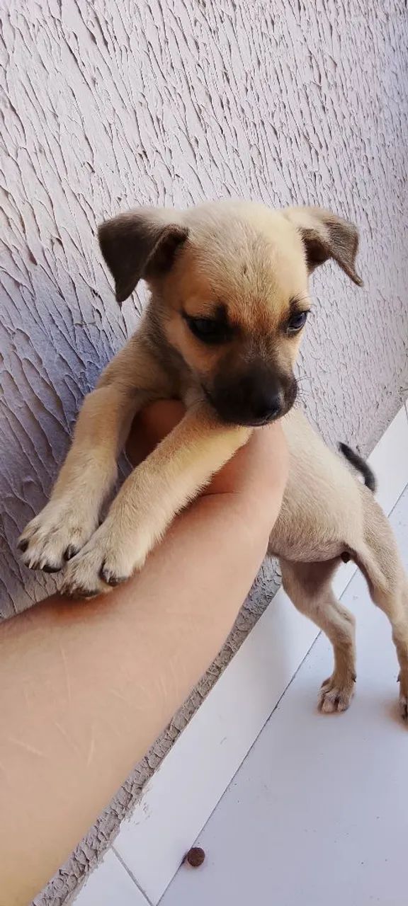 Para doação  - Foto 3
