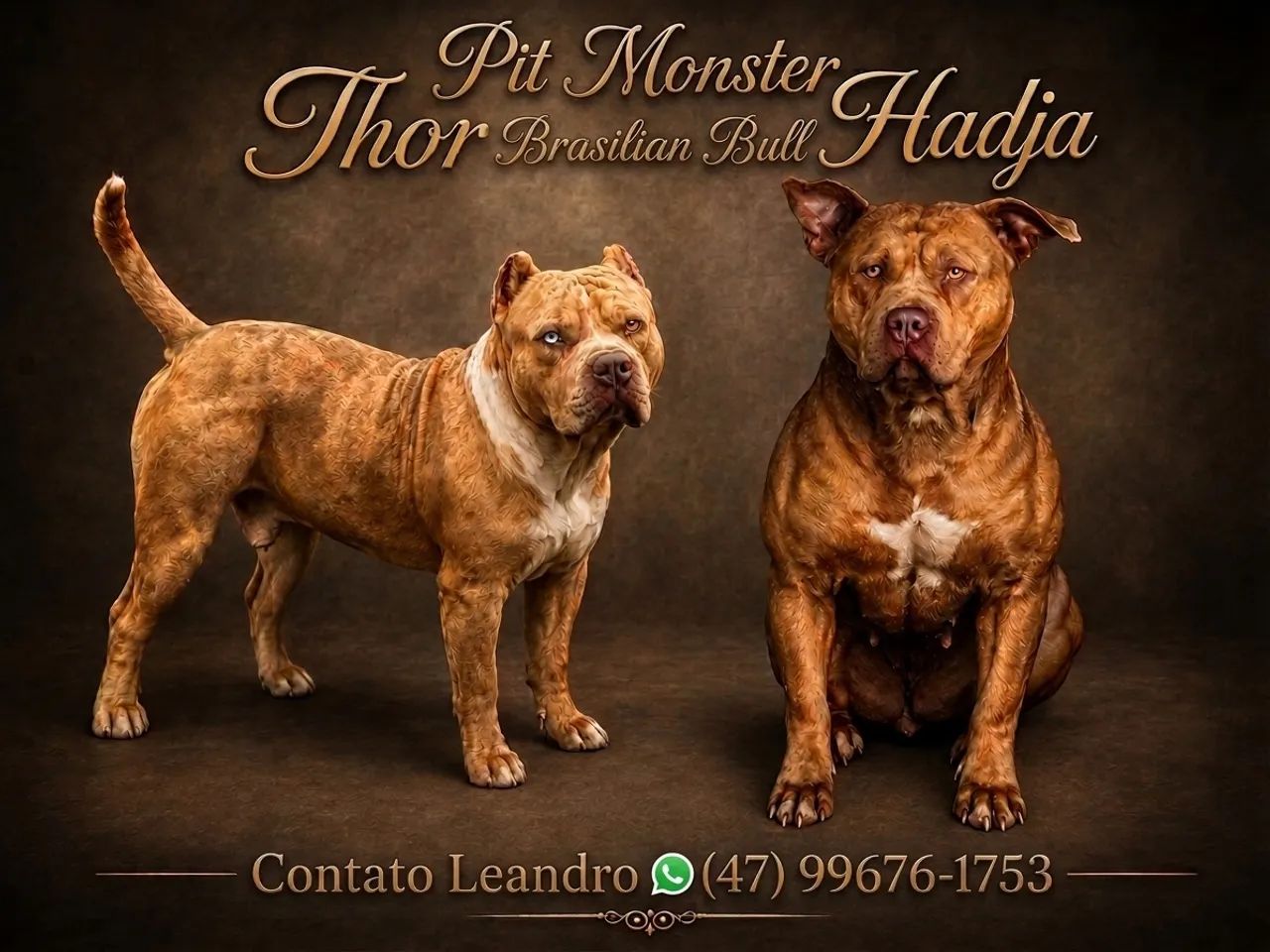 Filhotes  Brazilian Bull / Pitmonster