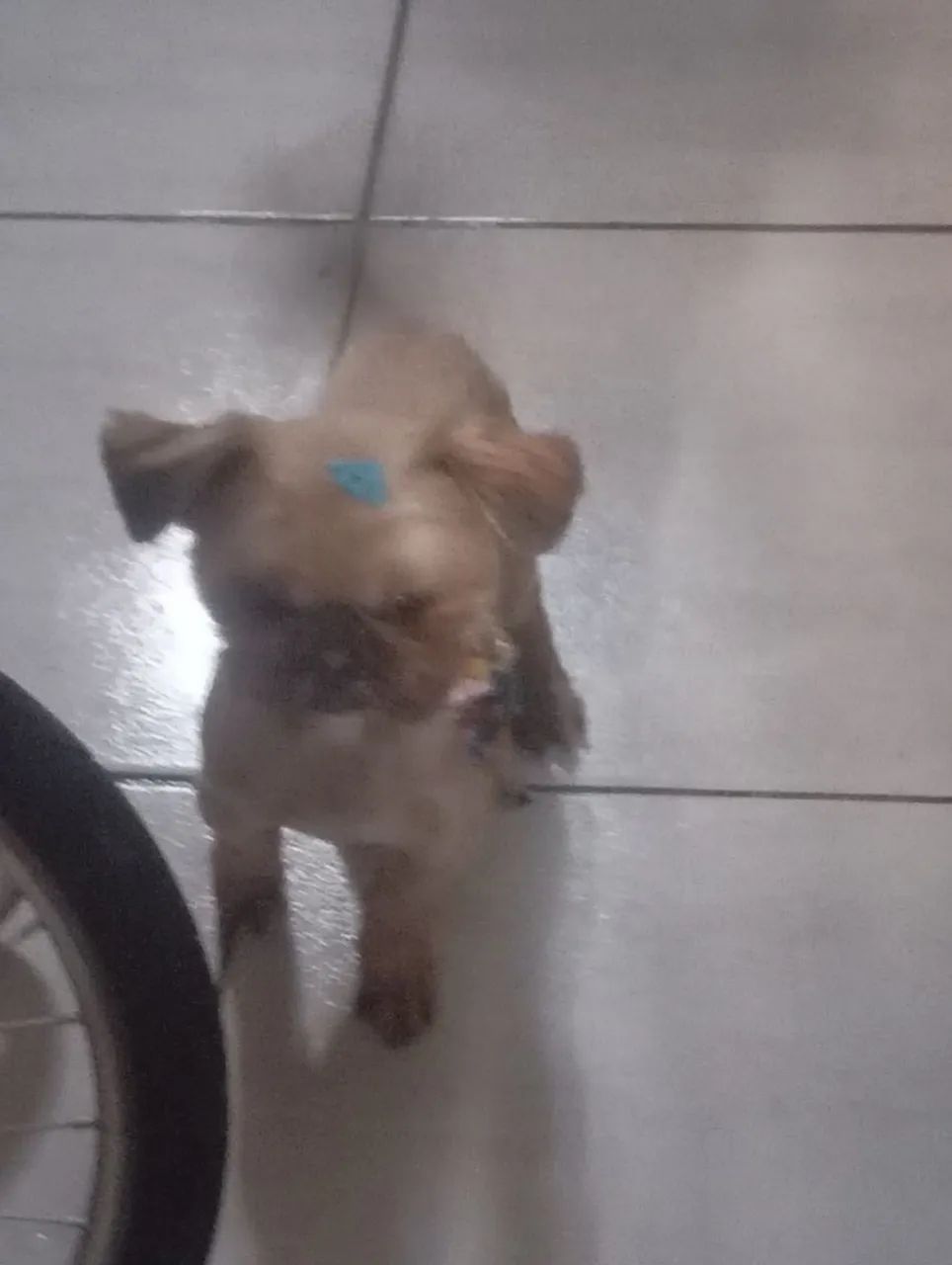 Shitsu macho 9 meses  - Foto 4