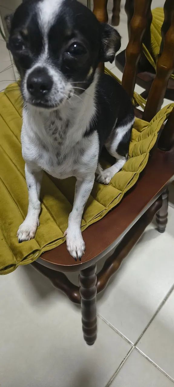 Chihuahua Macho - Foto 2
