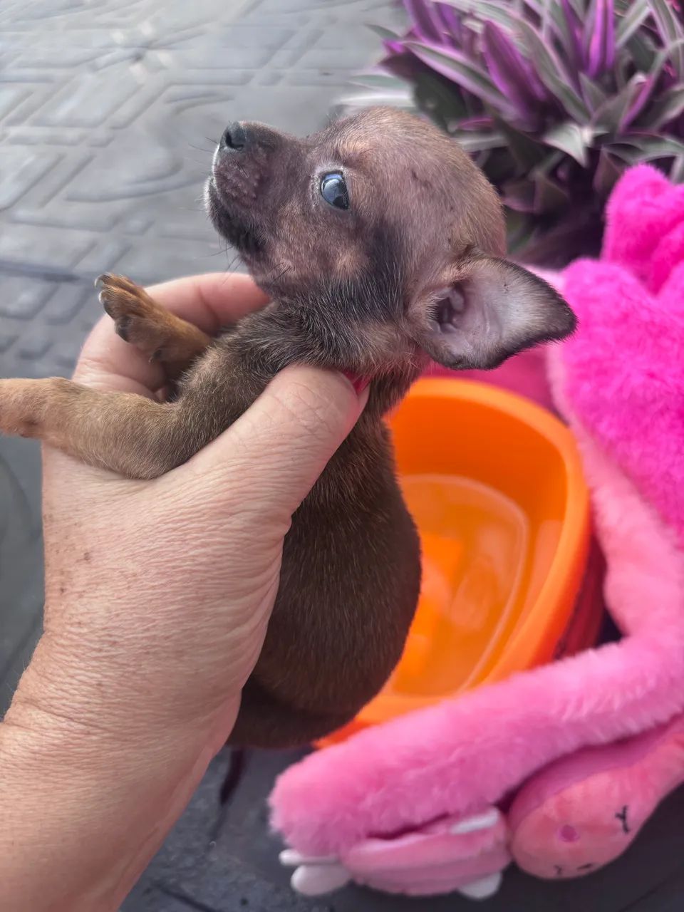 Pinscher fêmea  - Foto 3