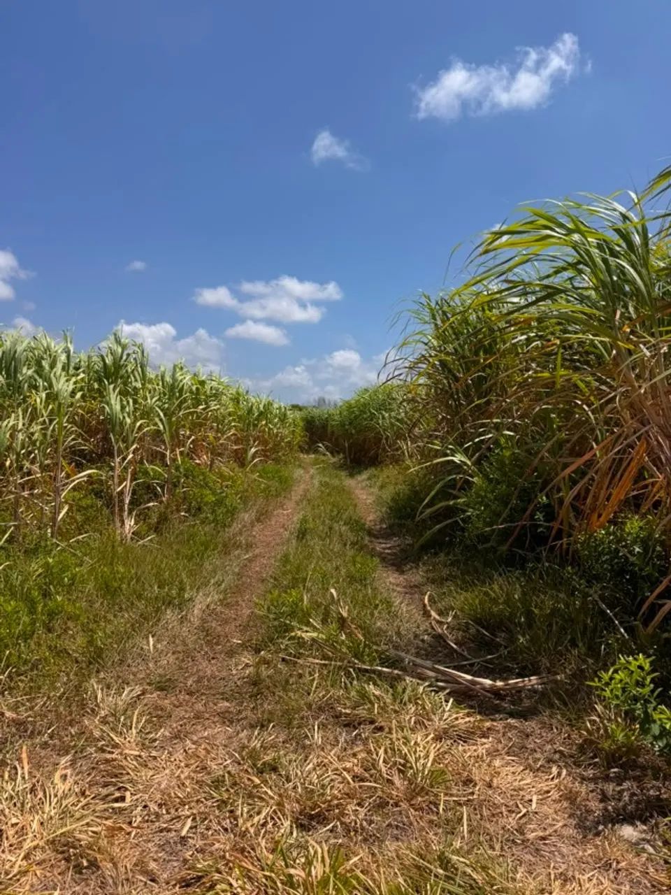 Cana de Açucar - Foto 2