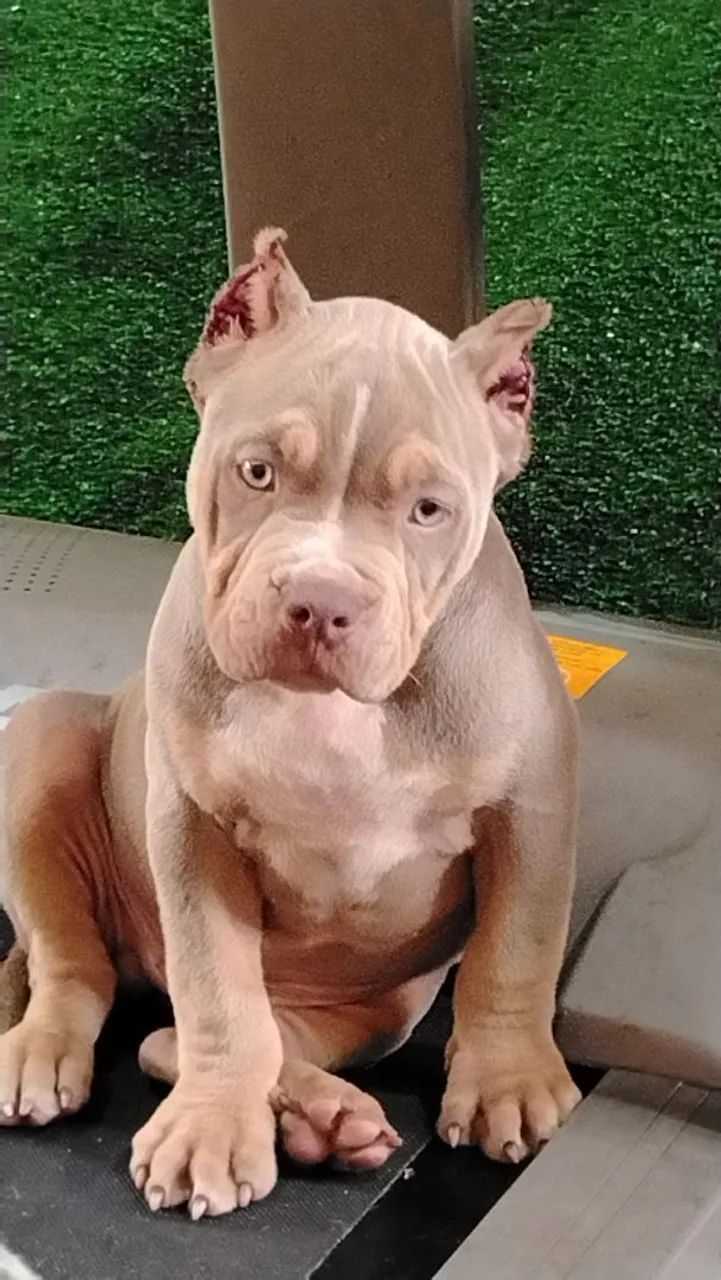 American Bully SP  - Foto 2