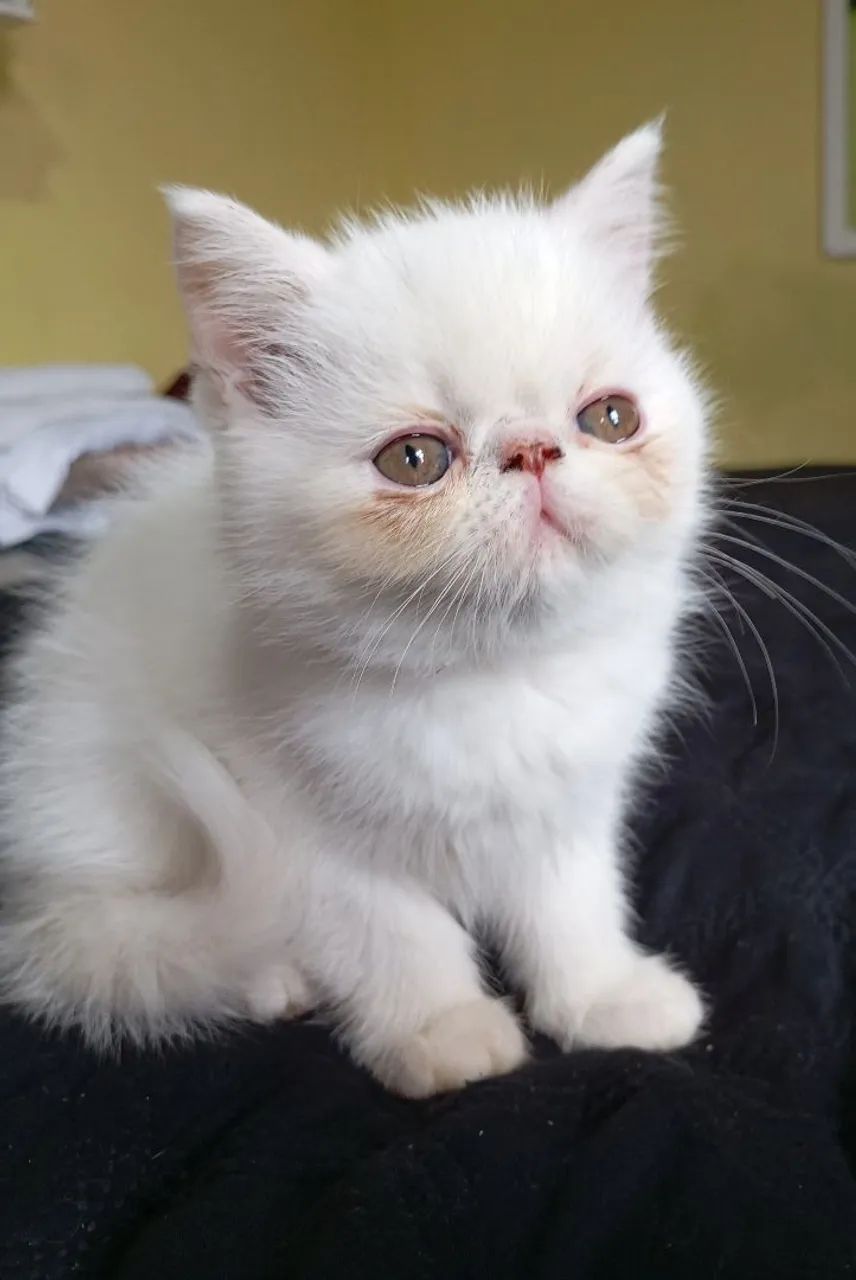 Filhotes de gatos persa exótico branco  - Foto 4