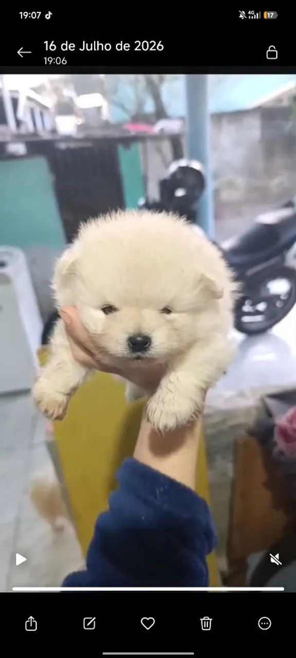 SPITZ ALEMÃO 