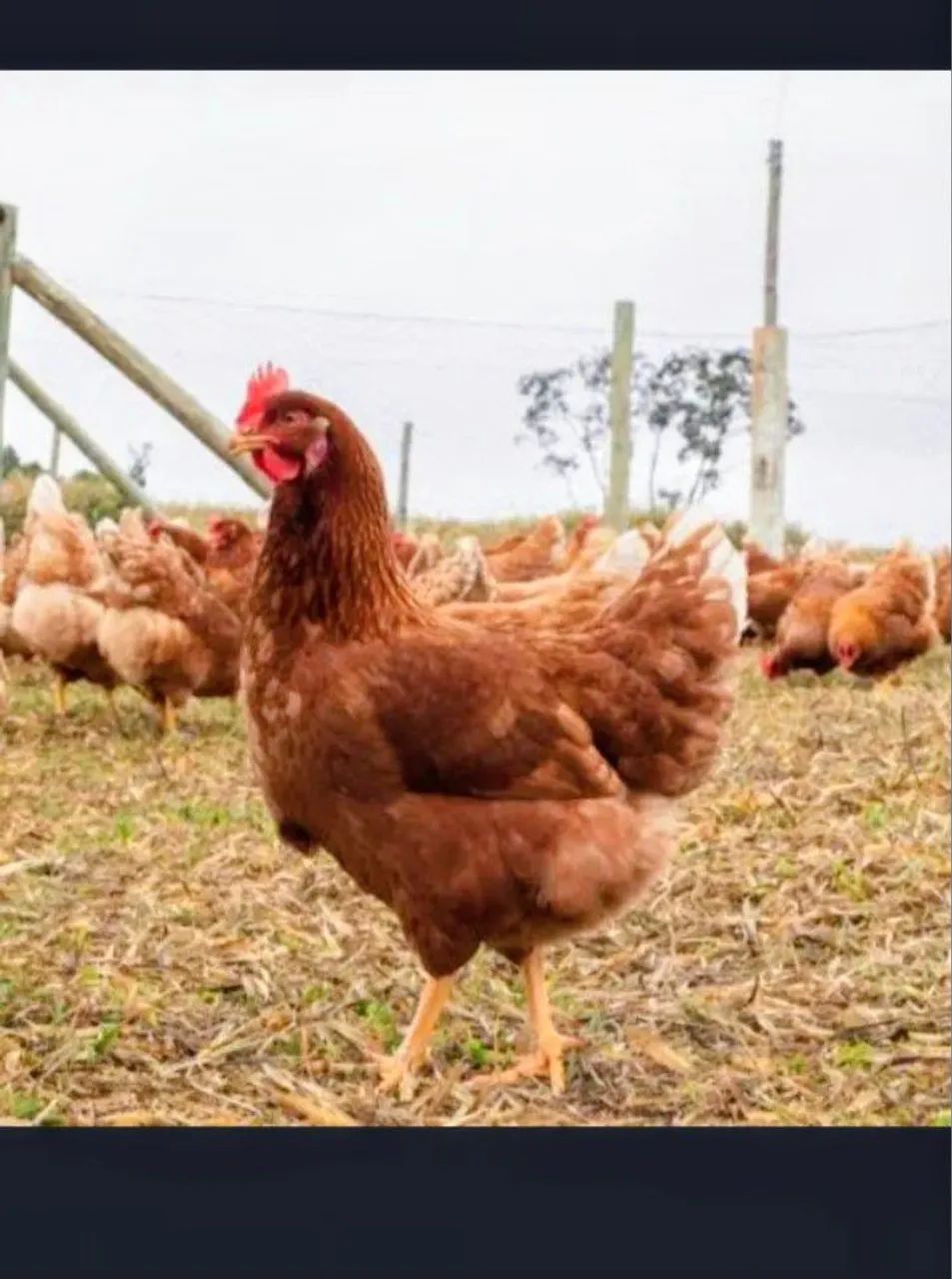 Galinhas poedeiras 