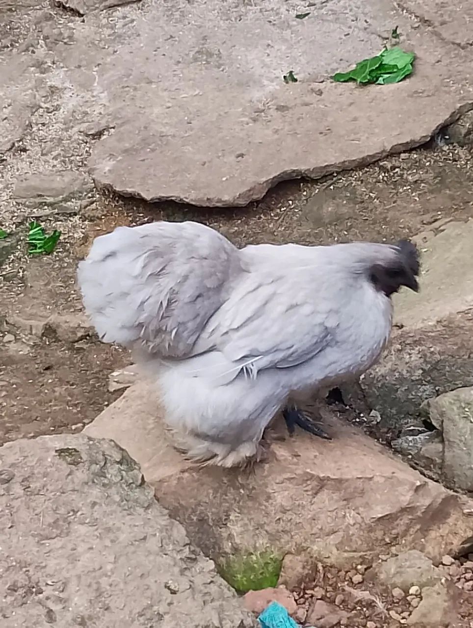 Galinha mini Coxim terno