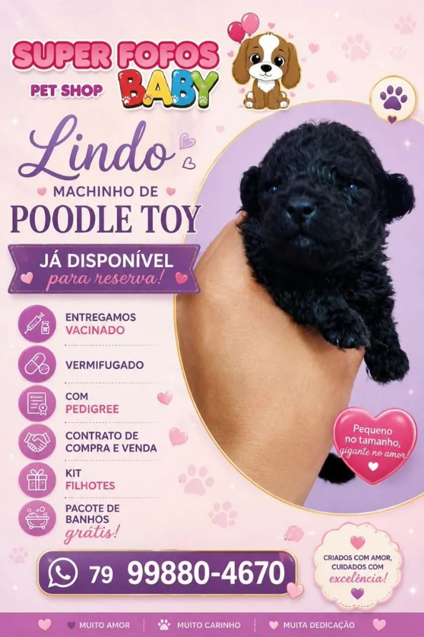 Poodle macho 
