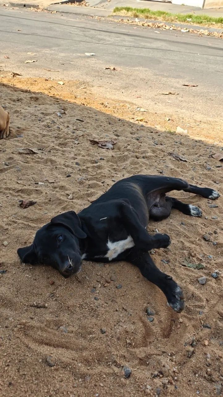 Adoção de cãozinho  - Foto 2