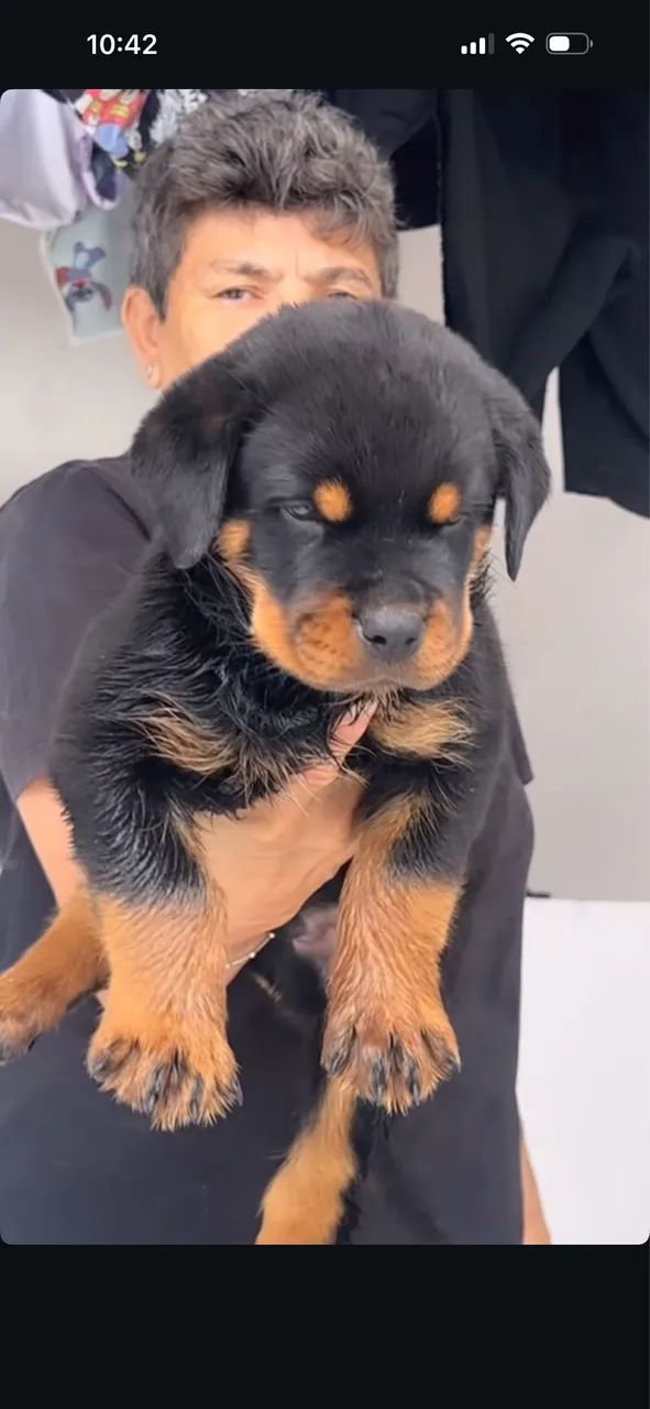 Rottweiler cabeça de Touro com pedigree  - Foto 4
