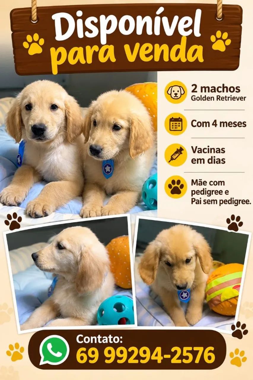 Goldem retriever macho! Valor 2000