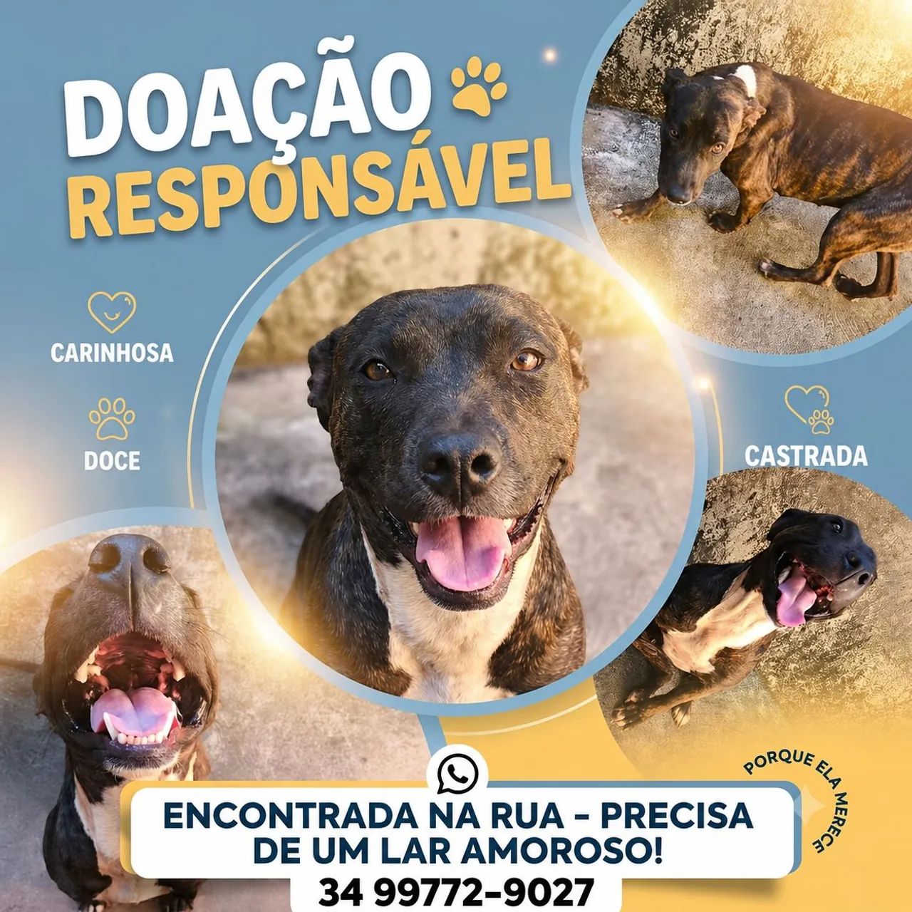 Dog precisa de lar