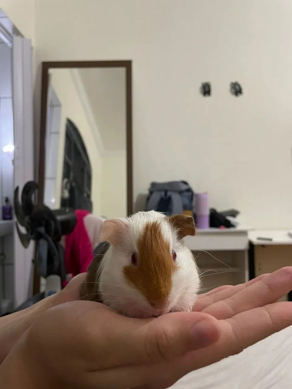 Porquinho da India (3 Fêmeas) - Foto 5