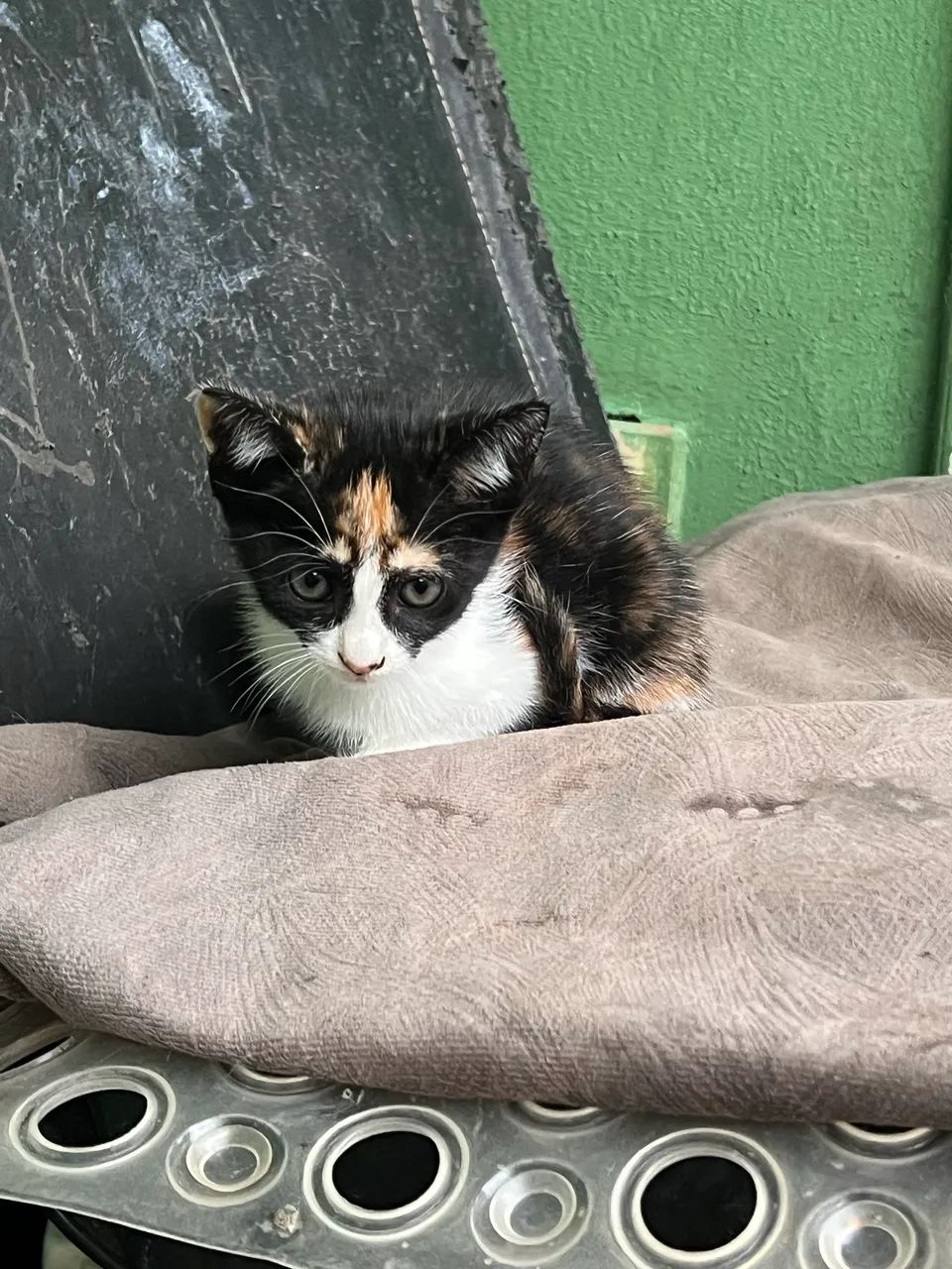 Gatinhos para adoção  - Foto 3