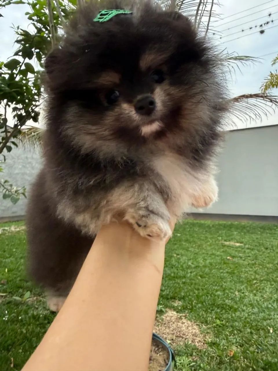 Lulu da Pomeranea macho - Foto 2