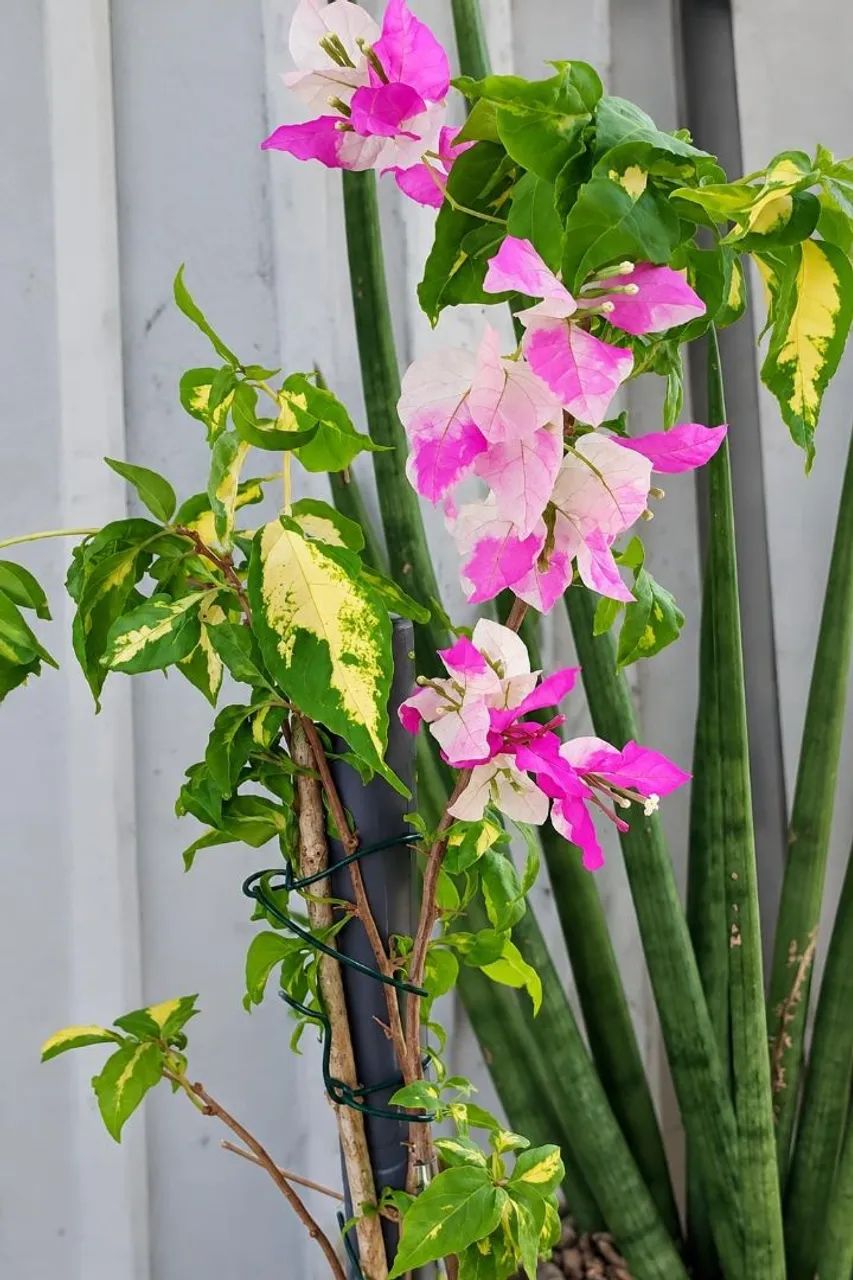 Bouganvillia  - Foto 2