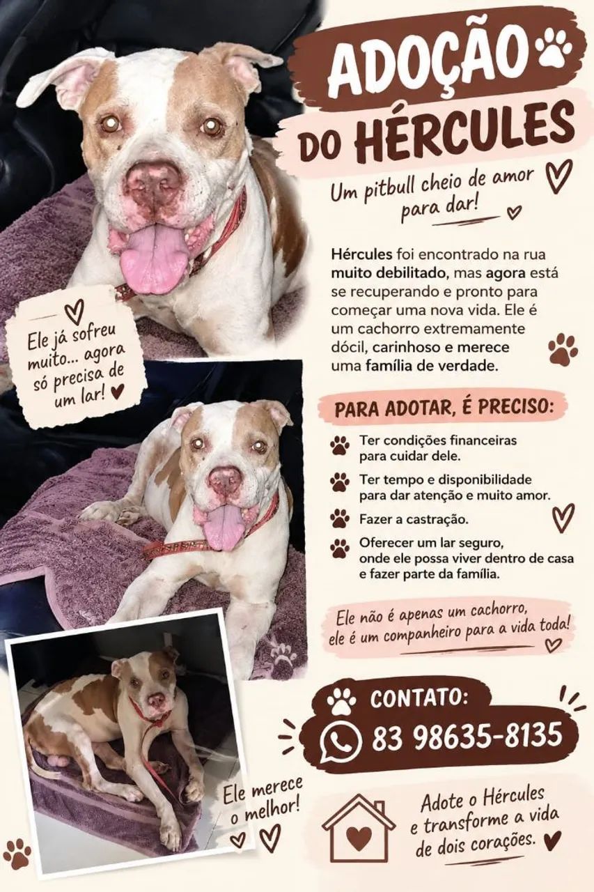 Cachorro Pitbull para adoção responsável  - Foto 4