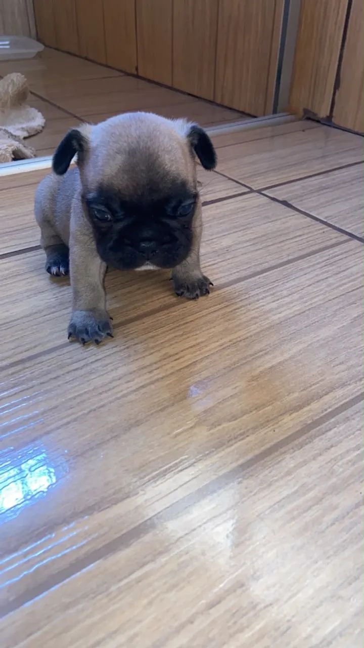 Filhotes de buldogue francês  - Foto 2