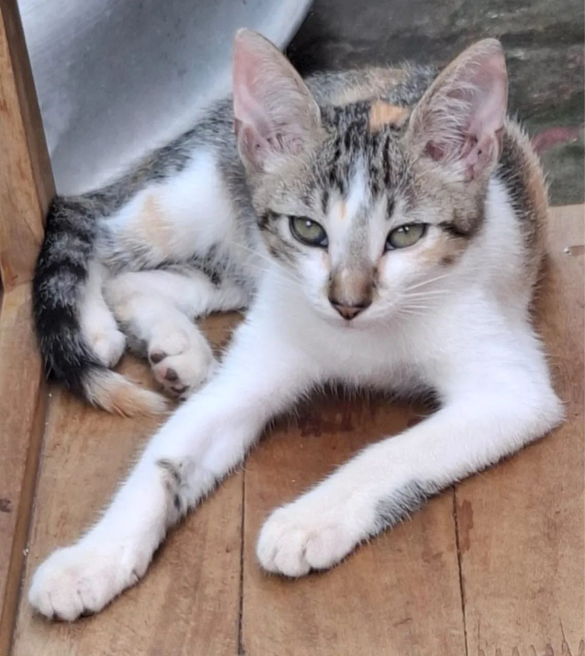 Gatinhos filhotes para Adoção