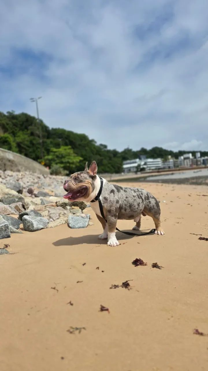 Cobertura American Bully - Foto 3