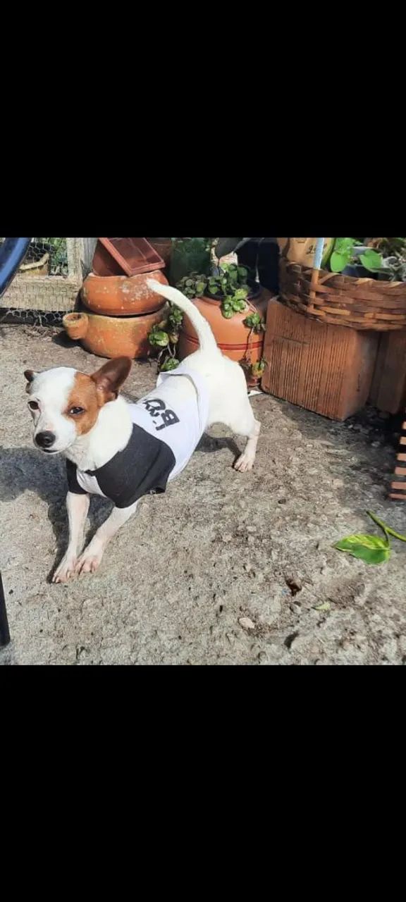 Procura-se roubado na região da costeira , podem estar em qualquer lugar - Foto 2