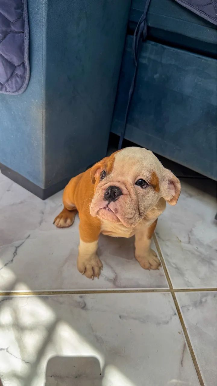 Filhotes de buldogue inglês  - Foto 3