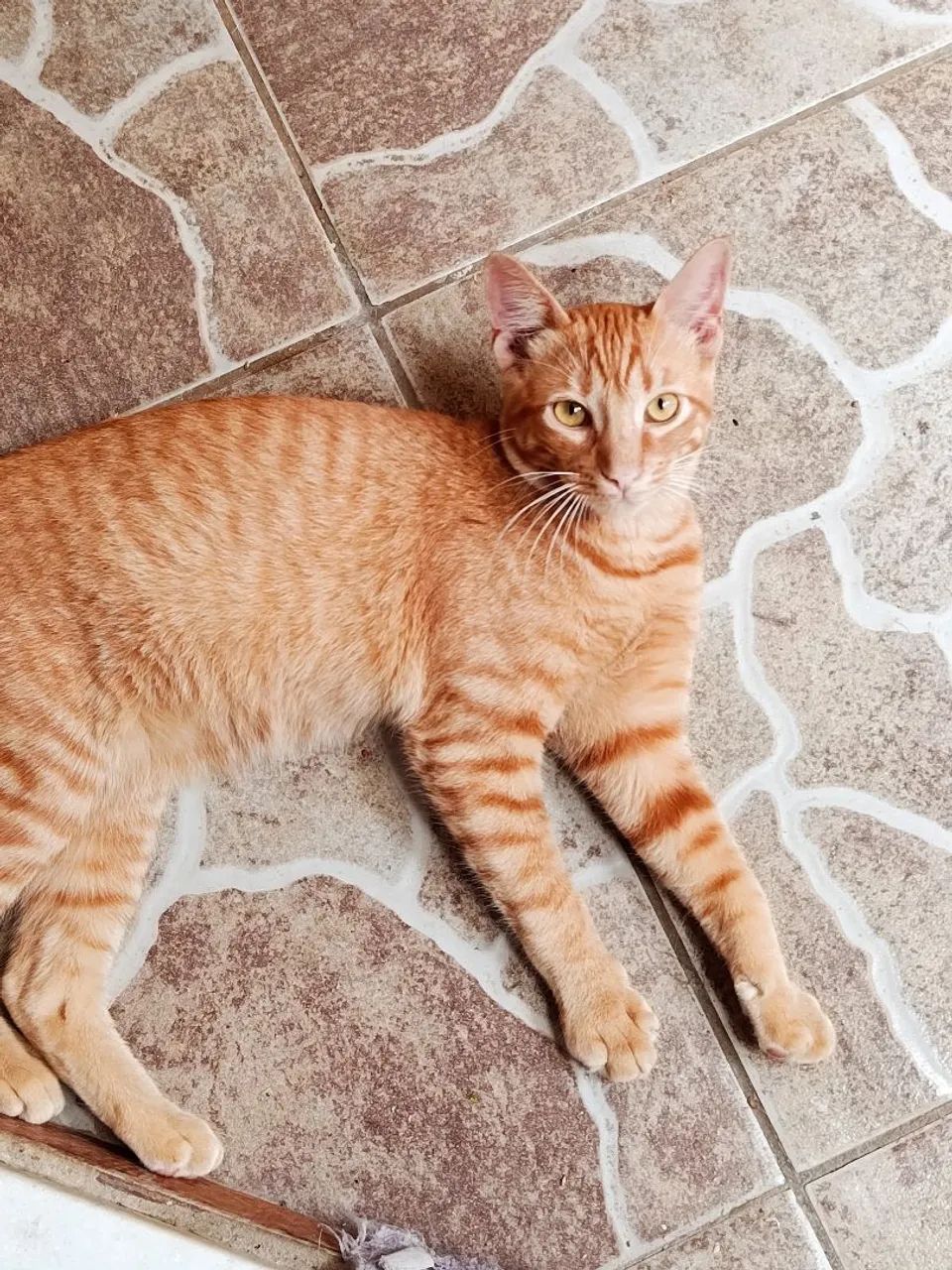 Adoção Responsável Gato Laranjinha 