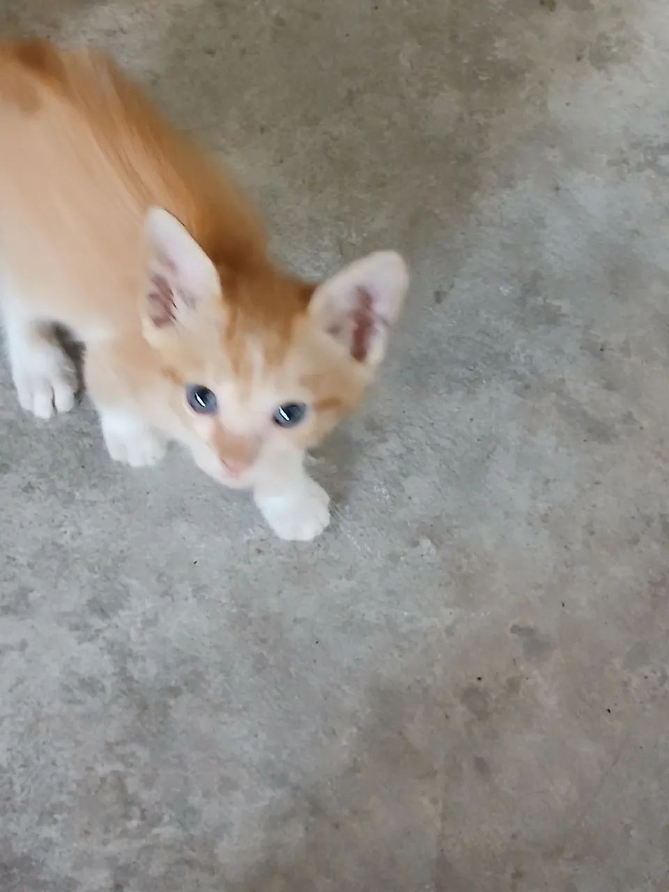 Doação de gatos - Foto 4