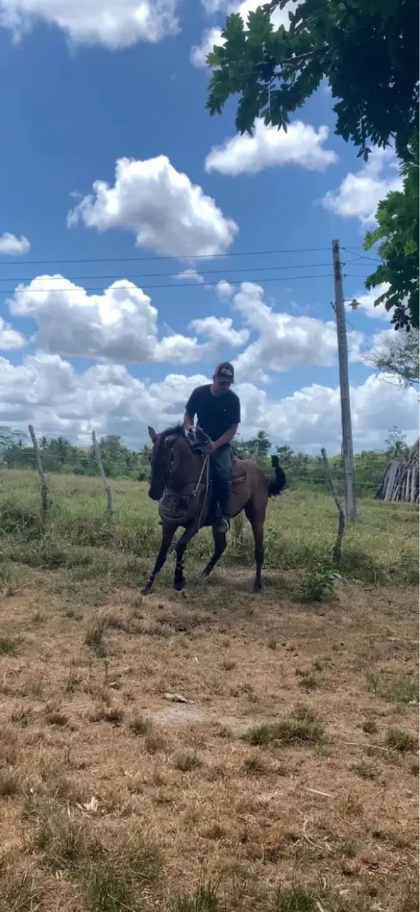 Cavalo de esteira quarto de milha qm 