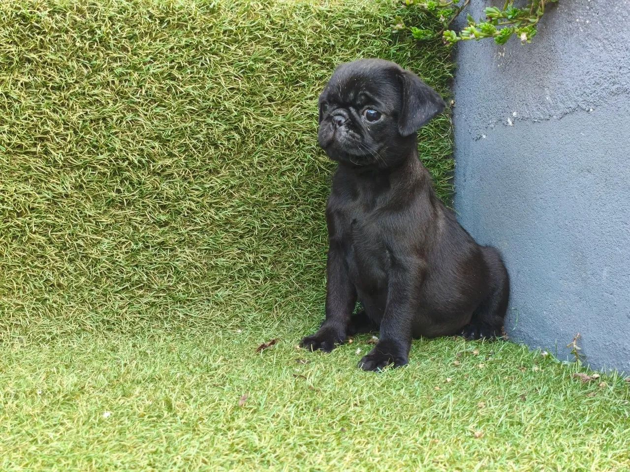 Pug macho preto  - Foto 3