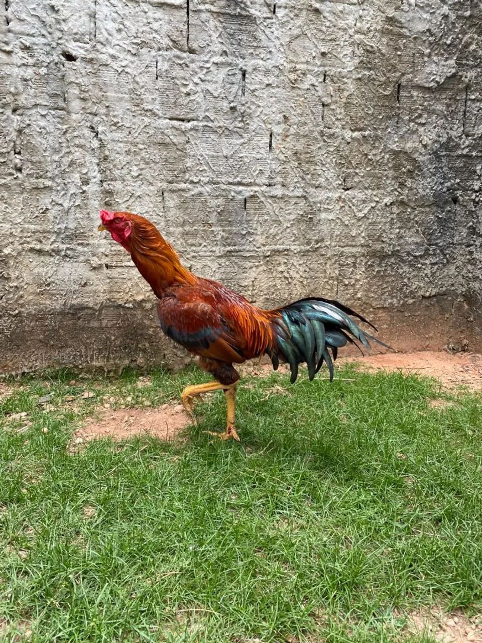Galo 