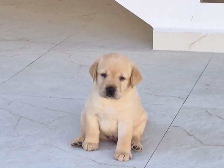 Filhote de labrador - Foto 3