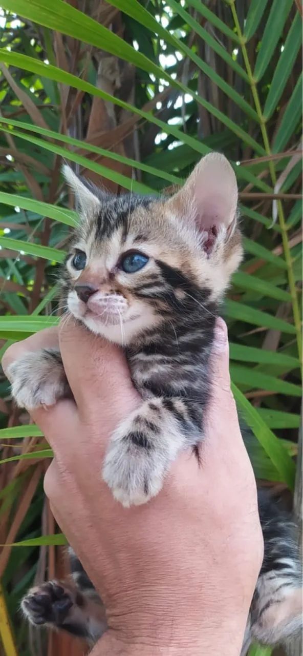 Bengal Marble