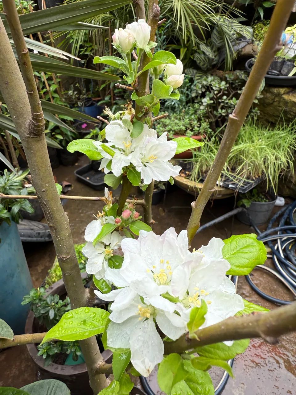 Frutíferas  - Foto 4