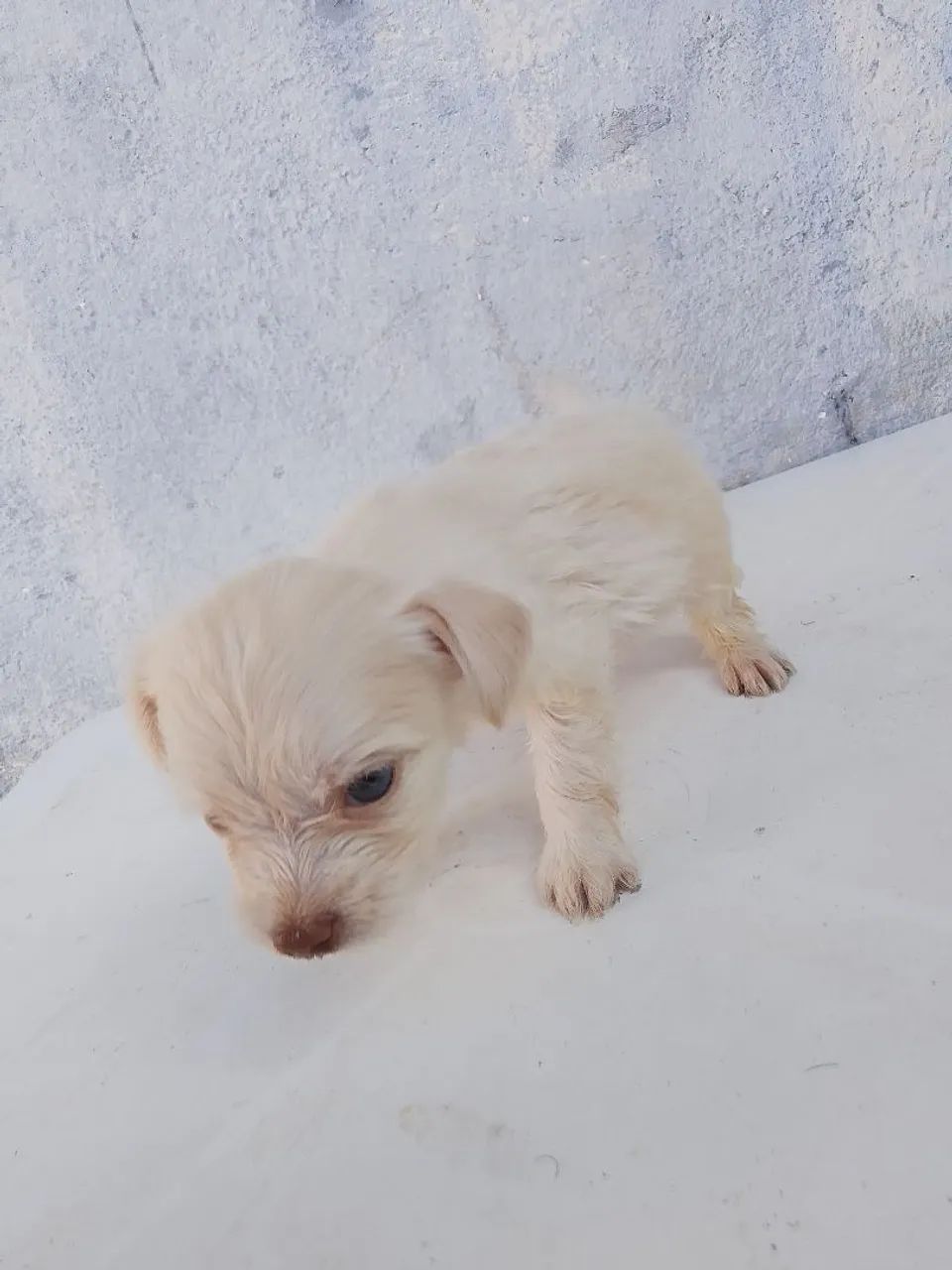 Vende,se filhotes de poodle ? - Foto 5