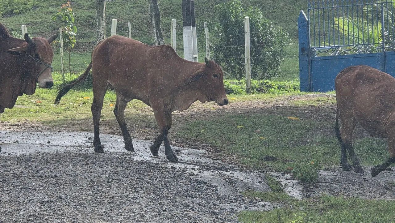 NOVILHA SINDI NEL PRENHA  - Foto 2