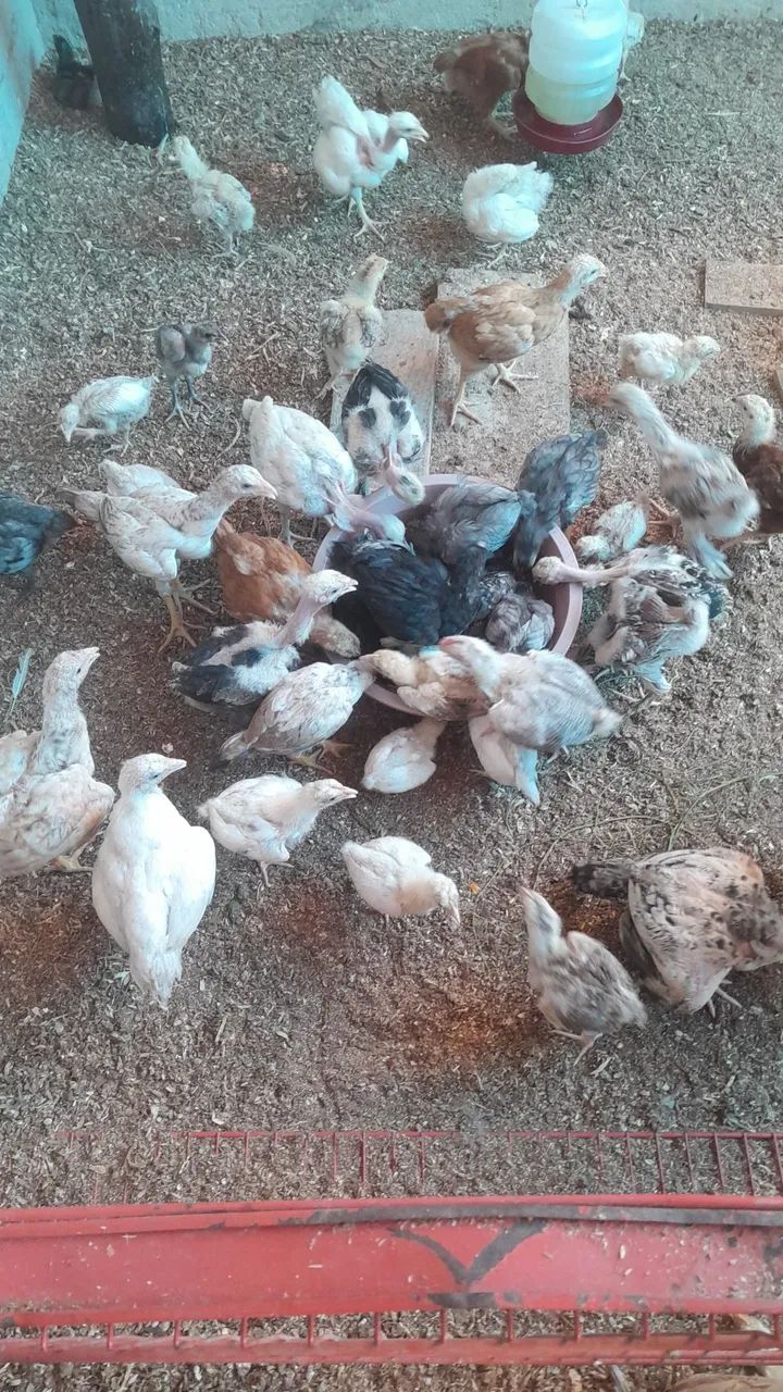 Vendo de pintinhos 10 reais 