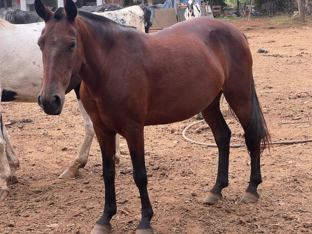 Égua castanha  - Foto 4