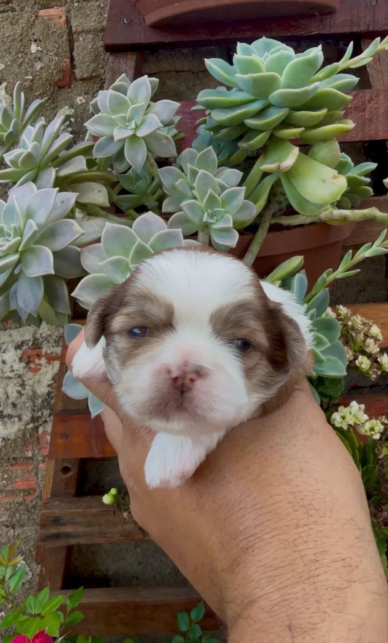 Shihtzu macho