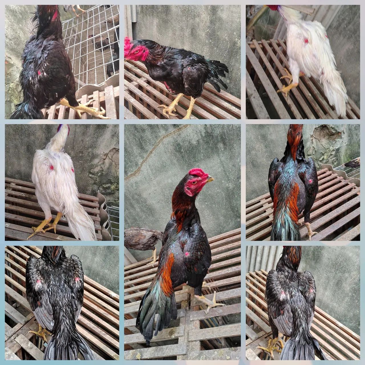 Frangos da raça Mura com 10 meses em torno de 3 kg valor unitário a partir de r$ 300