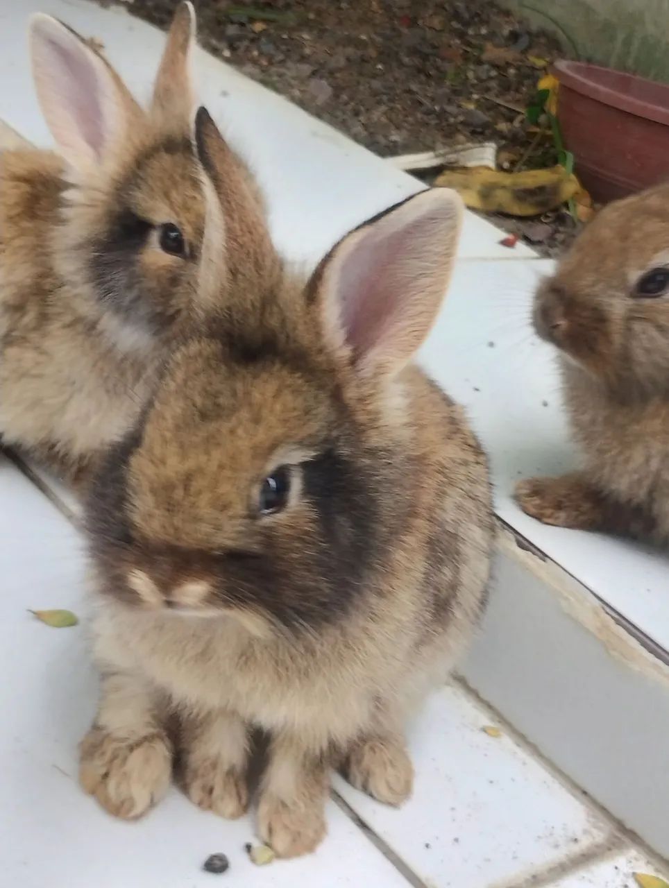 Coelhos 